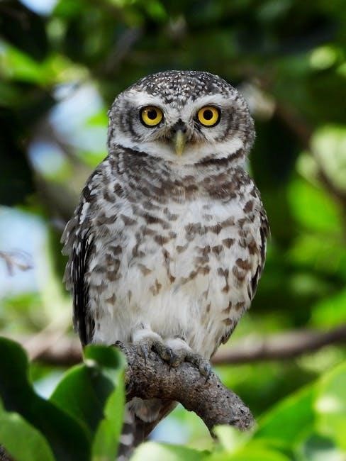 the owl and the pussycat pdf